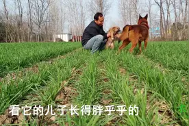 威武的狗爸爸对儿子不搭理 小狗太可爱了胖乎乎的跟着爸爸跑 快乐
