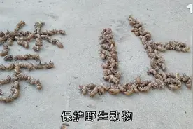 乡土看到爬蚱列为禁止的野生动物，那么小伙存的爬蚱壳如何是好？