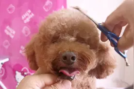 给我家狗狗头上毛剪的越短越好，还要可爱点，你会喜欢这样修剪吗