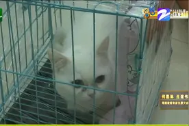 直立耳朵变折耳 “楚楚”怎么做到的？视频封面