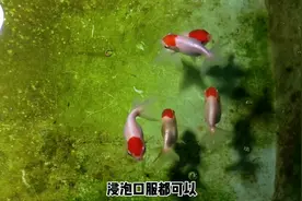 看金鱼的排便就知道它们正不正常，有无肠炎，该如何处理视频封面