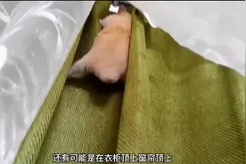 毛茸茸的仓鼠和主人接触被静电电到，一气之下飞到了窗帘上！