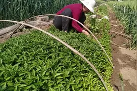 辣椒苗发黄不长是什么原因造成的？要怎么处理？两种方式大家参考视频封面