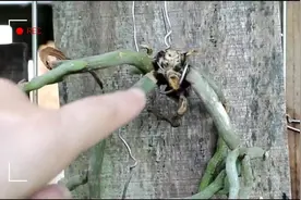 没有叶片的蝴蝶兰还能救活吗？视频封面