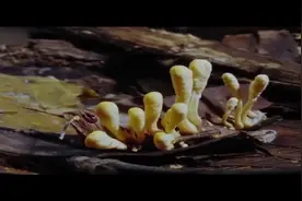 现实中的T病毒，能将生物变为僵尸还能传染同类视频封面