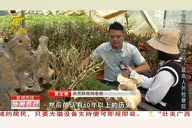 横县：市民出价30万购买60年茉莉老桩，老板：你不是有缘人，不卖视频封面