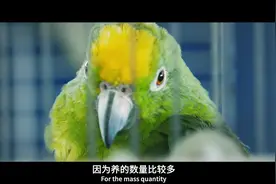 中国“鸟爸”自建野生动物基地，里面养着国家一级保护鸟类视频封面