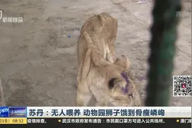 长期无人喂养，苏丹动物园狮子饿到骨瘦嶙峋，走起路来都不稳！视频封面