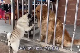 爆笑四川话配音：狗子救亲，配上四川方言独特语调，肚儿笑痛视频封面