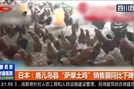日本鹿儿岛县“萨摩土鸡” 销售额同比下降70% 老板忍痛将鸡宰杀视频封面