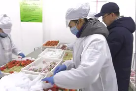7层包装护驾网红丹东草莓，千里运输保鲜7天，能抗零下30度低温视频封面