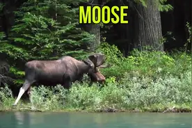 婴幼儿英语启蒙60种活灵活现的动物英语词汇视频封面