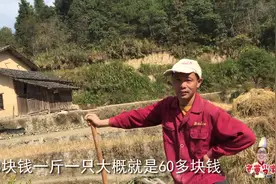 江西农村小伙有想法，深山顶上养上千只鸭，13块一斤的鸭肉贵不贵视频封面