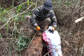 这样的松树皮不用腐熟发酵，直接栽兰花，会有影响吗视频封面