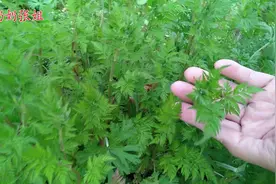 农村一种普通的野菜窃衣，用途却了得，一起来认识一下吧视频封面