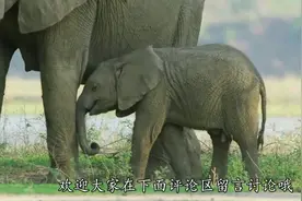 为何大象死后不能碰？小哥“作死”上前，但后悔也已经晚了能碰！视频封面