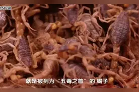 油炸蝎子美味健康还能防止长痘，用紫外灯照射蝎子为什么会反光？视频封面