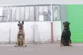 马犬VS罗威纳,究竟谁才是工作犬之王，看完视频我知道了！视频封面