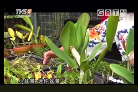 天然的铁皮石斛花泡水，具有生津润肺的功效，学习了|我爱返寻味视频封面