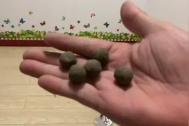 开箱|欧鲤钓法的四种钓组，这手工制作的丸饵很像兔子屎视频封面