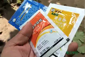 葡萄套袋，要打葡萄套袋专用药，该怎样用的呢，如何给葡萄打药呢视频封面