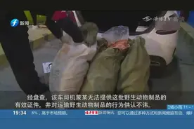 触目惊心！2万6千多片穿山甲鳞片被查获，重达75公斤！视频封面