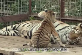 小老虎给亲妈“撒娇”，结果虎妈妈一掌拍下去，这是亲骨肉吗