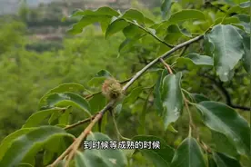 甘肃农村一座大山全部是铁匠树，还结果实，夏天还能再树下乘凉视频封面