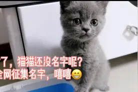 1500买了一只英短蓝猫，怕吓着它不敢出声，结果第一天就被抓伤了视频封面