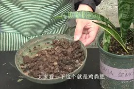 养护虎皮兰，自制有机营养液，让新芽更健壮视频封面