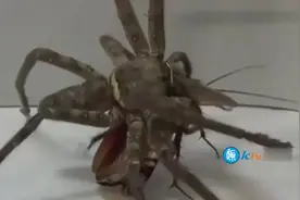 无毒也不结网，这种蜘蛛专吃蟑螂，在农村家家户户都能看到_超清