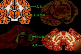 小脑3D解剖视频视频封面