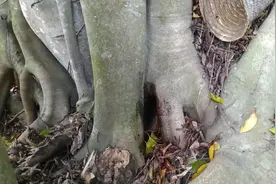 上次烟熏树洞蜜蜂没抓到  风油精加水再战树洞蜜蜂 看看效果怎样视频封面