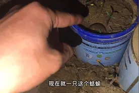 90后农民把蛞蝓当水蛭，网友说可以用盐消灭，深夜试试看