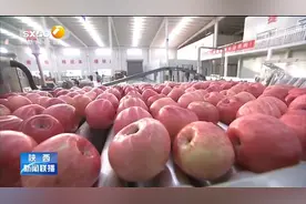 陕西苹果 奶山羊入选全国优势特色产业集群视频封面