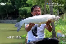 这是什么神奇饵料，刚抛竿就上鱼，十竿之内中大青鱼视频封面