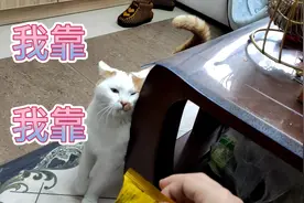 15斤橘猫肥咪找到自己发胖的原因了，努力克制自己身体确很诚实。