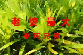 《老婆最大》这首歌，是献给另一半的经典歌曲，表达对老婆的认可