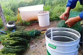 农村小伙往鱼塘放地笼,一晚上泥鳅、黄鳝、龙虾十多斤，太开心了视频封面