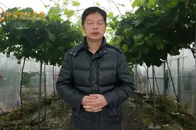 葡萄移栽当年结果技术！视频封面