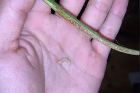 月季和蔷薇常见虫害，茎蜂，原来长这样！