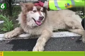 高速上狗狗先后被三辆车撞伤 情绪低落表情痛苦 民警消防暖心救助视频封面