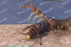 金环胡蜂 VS 西马来巨人蜈蚣 冠军大金环の二番试炼 第二战视频封面