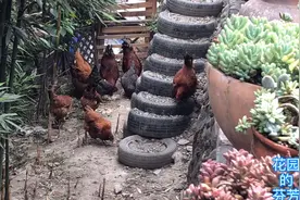 把新买的母鸡丢进12只鸡群里面，老妈说要打架，走去看看！