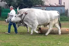 牛的拉力测试，终于见识到什么叫做力大如牛了视频封面
