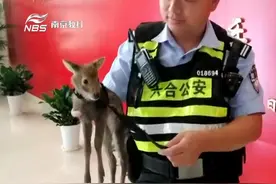 南京：受伤獐子蜷缩麦田 村民捡走细心呵护视频封面