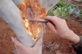 苹果树腐烂病的防治方法视频封面