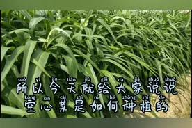 新手农户如何种植空心菜又鲜又嫩产量又高呢？我们一起来分享吧视频封面