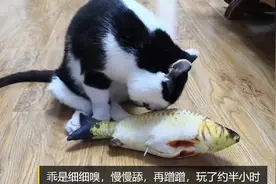 不吃鱼的俩娃会喜欢鱼玩具吗？呃，这表现，可怜的鱼儿视频封面