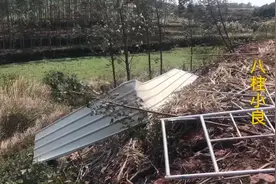 一场怪风把养殖场的彩钢瓦都刮飞了，这回损失大了视频封面